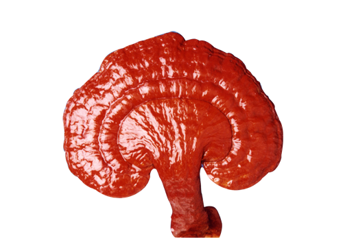 Ganoderma cerebro