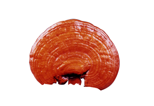 Ganoderma Kimshen