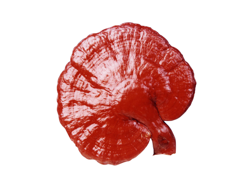 Ganoderma Pavoreal